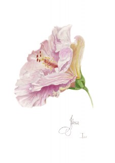 Hibiscus A3 white